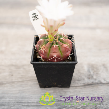 Gymnocalycium damsii