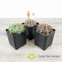Gymnocalycium Mihanovichii