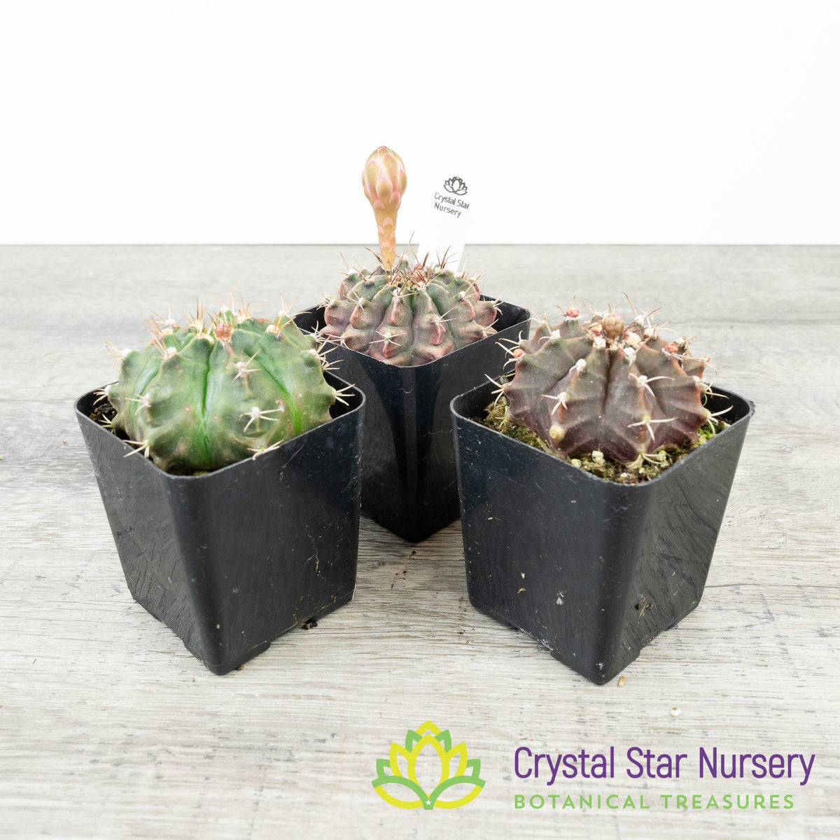 Gymnocalycium Mihanovichii