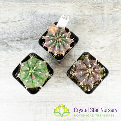 Gymnocalycium Mihanovichii