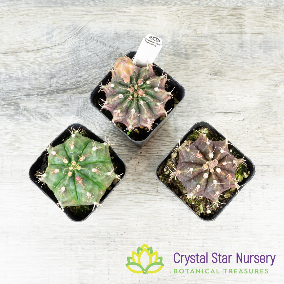 Gymnocalycium Mihanovichii