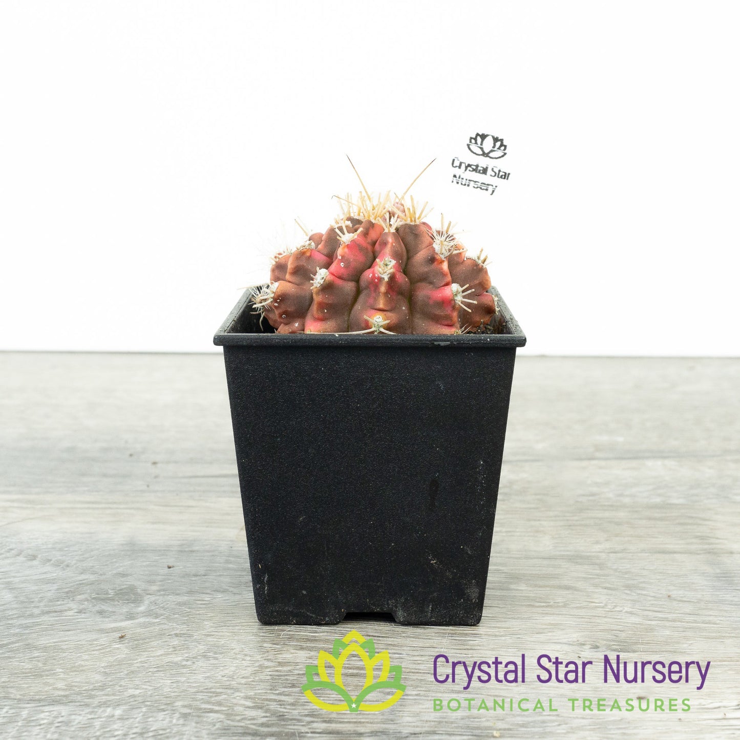 Gymnocalycium Variegata