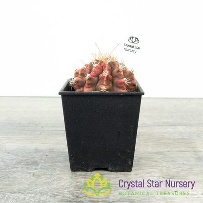 Gymnocalycium Variegata
