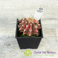 Gymnocalycium Variegata