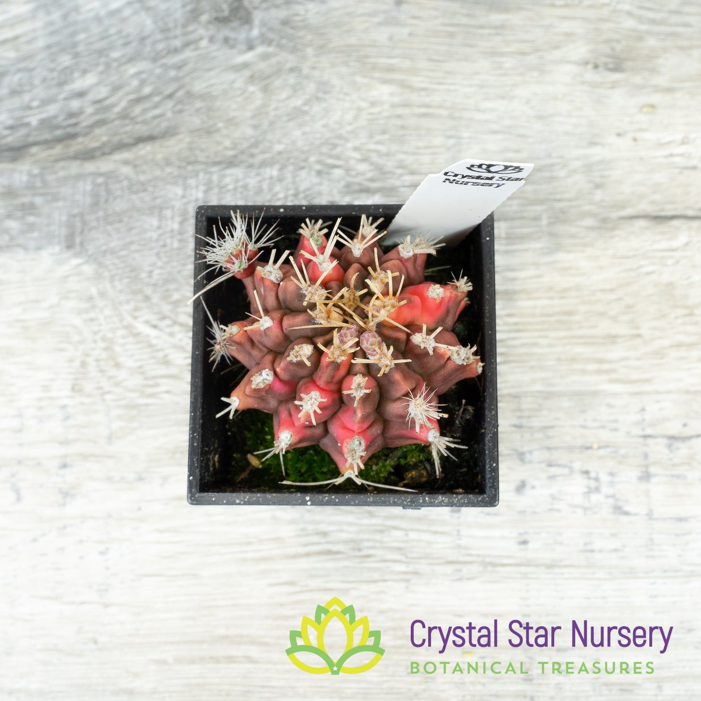 Gymnocalycium Variegata