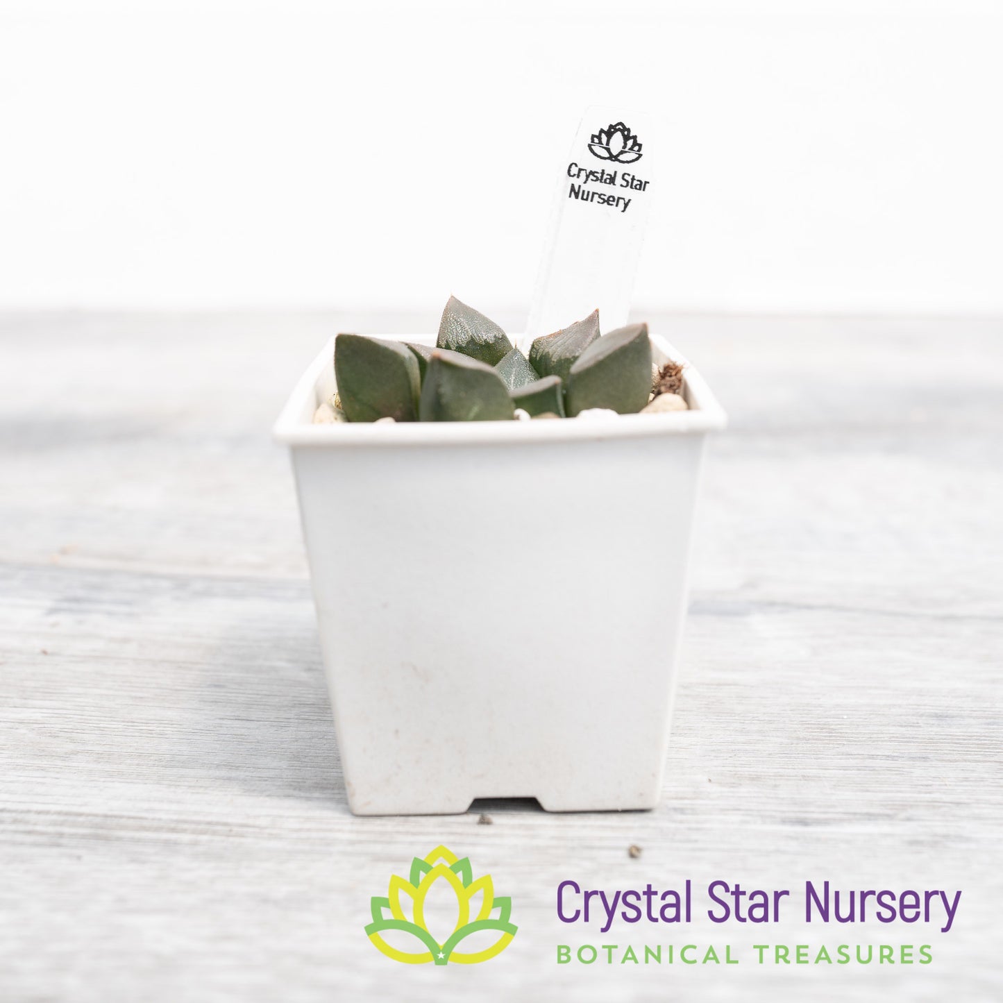 Haworthia Bayeri (LS080)