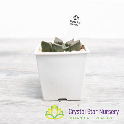 Haworthia Bayeri (LS080)