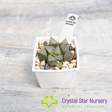 Haworthia Bayeri (LS080)