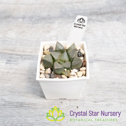 Haworthia Bayeri (LS080)