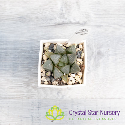 Haworthia Bayeri (LS080)