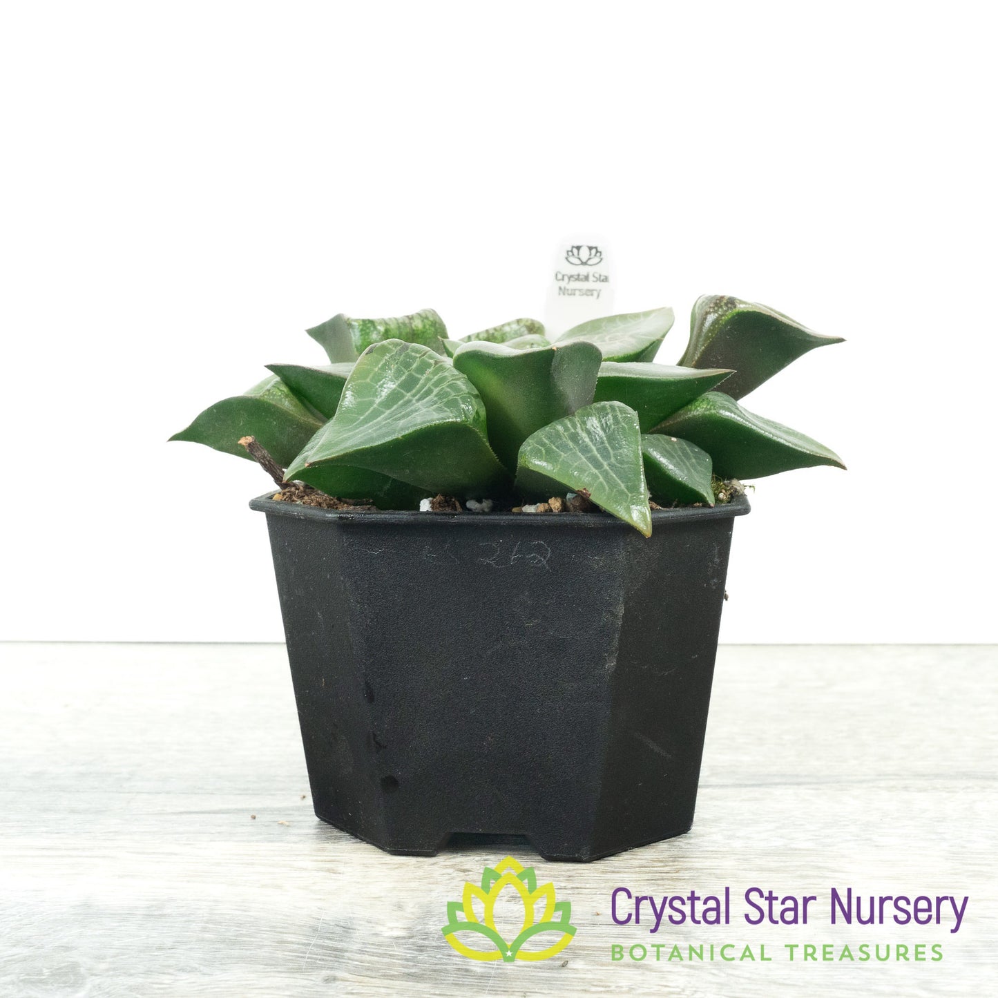 Haworthia Comptoniana Hybrid (LS212)