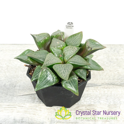 Haworthia Comptoniana Hybrid (LS212)