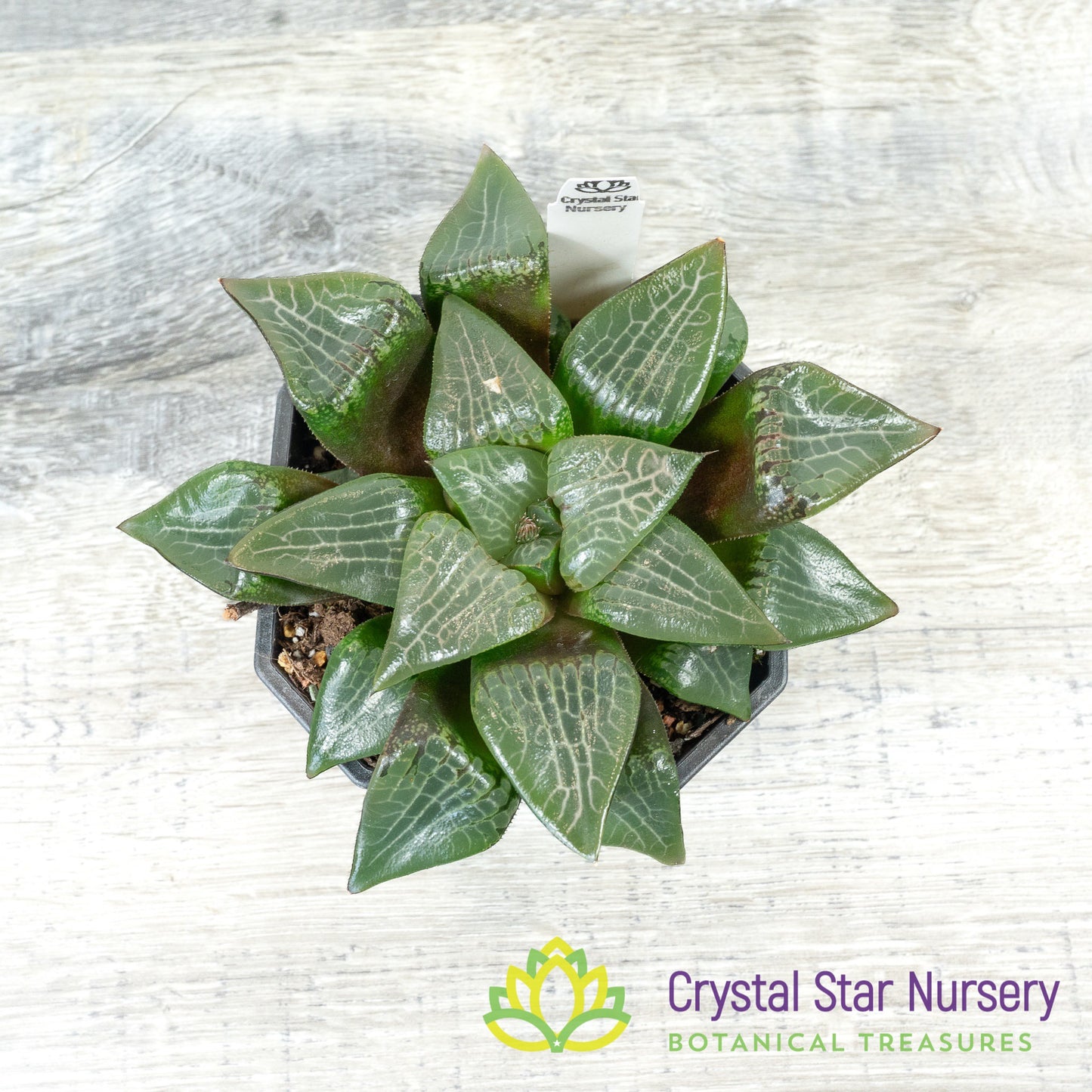 Haworthia Comptoniana Hybrid (LS212)
