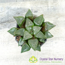 Haworthia Comptoniana Hybrid (LS212)