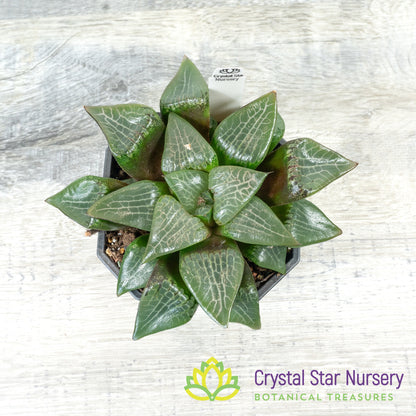 Haworthia Comptoniana Hybrid (LS212)
