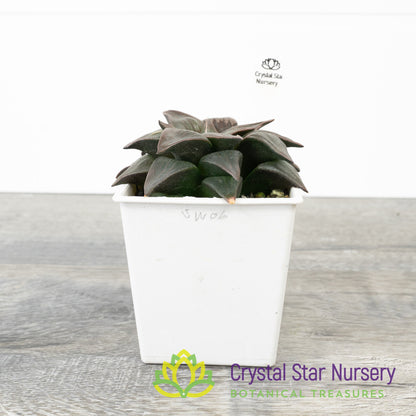 Haworthia Comptoniana Moonlight