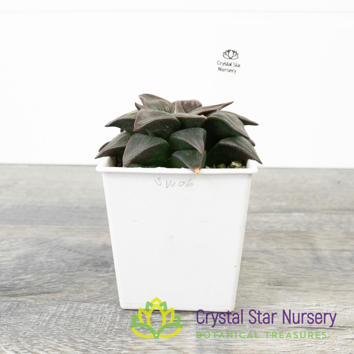 Haworthia Comptoniana Moonlight