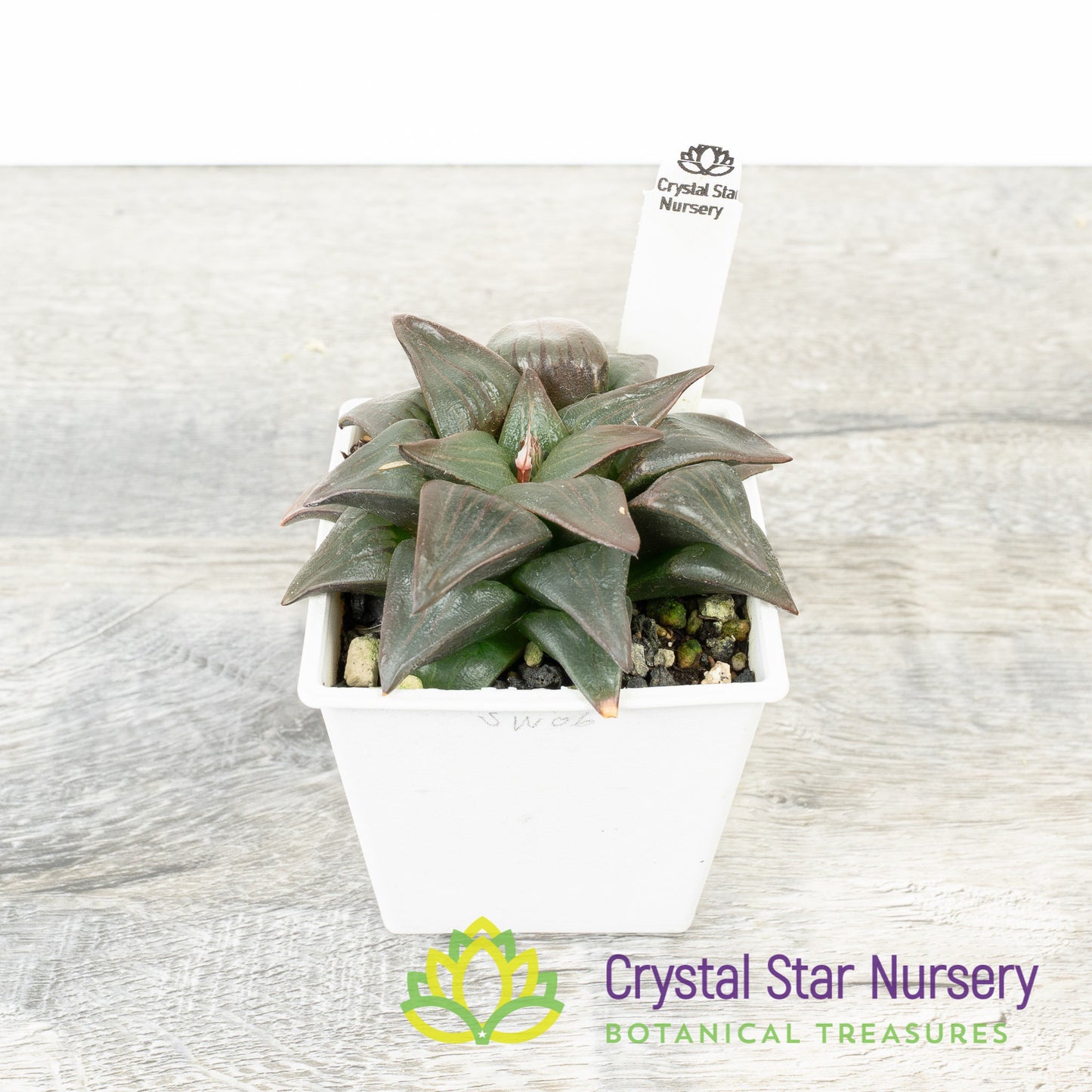 Haworthia Comptoniana Moonlight