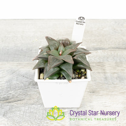 Haworthia Comptoniana Moonlight