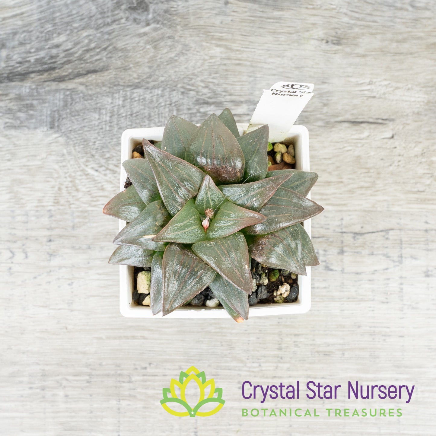 Haworthia Comptoniana Moonlight