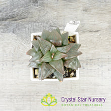 Haworthia Comptoniana Moonlight