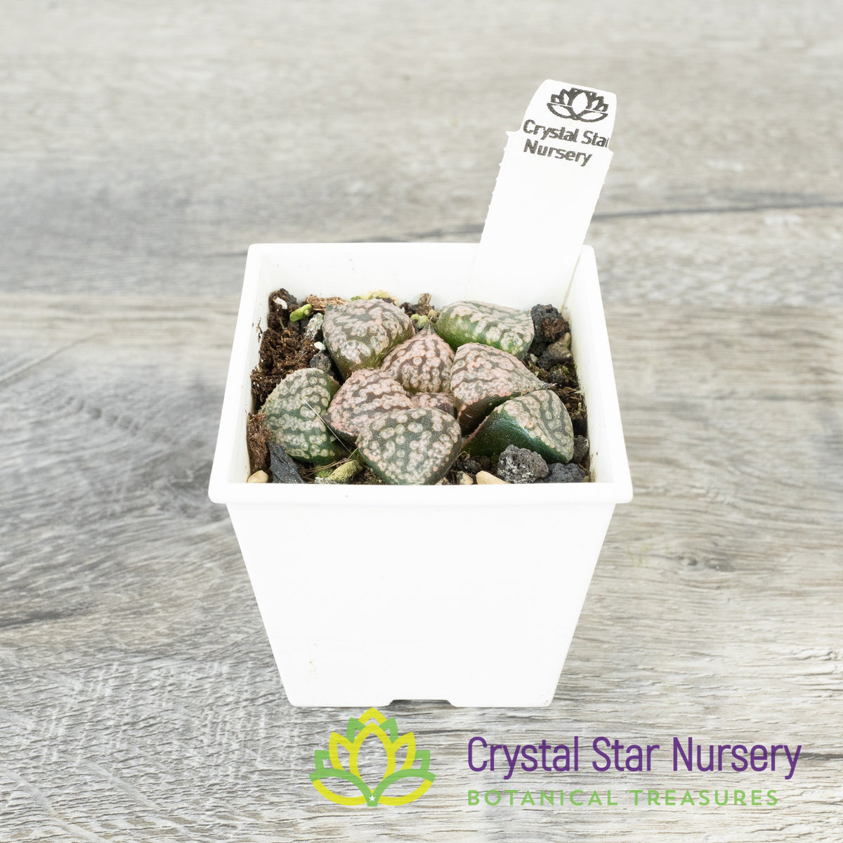 Haworthia Comptoniana Shirogin (LS078)