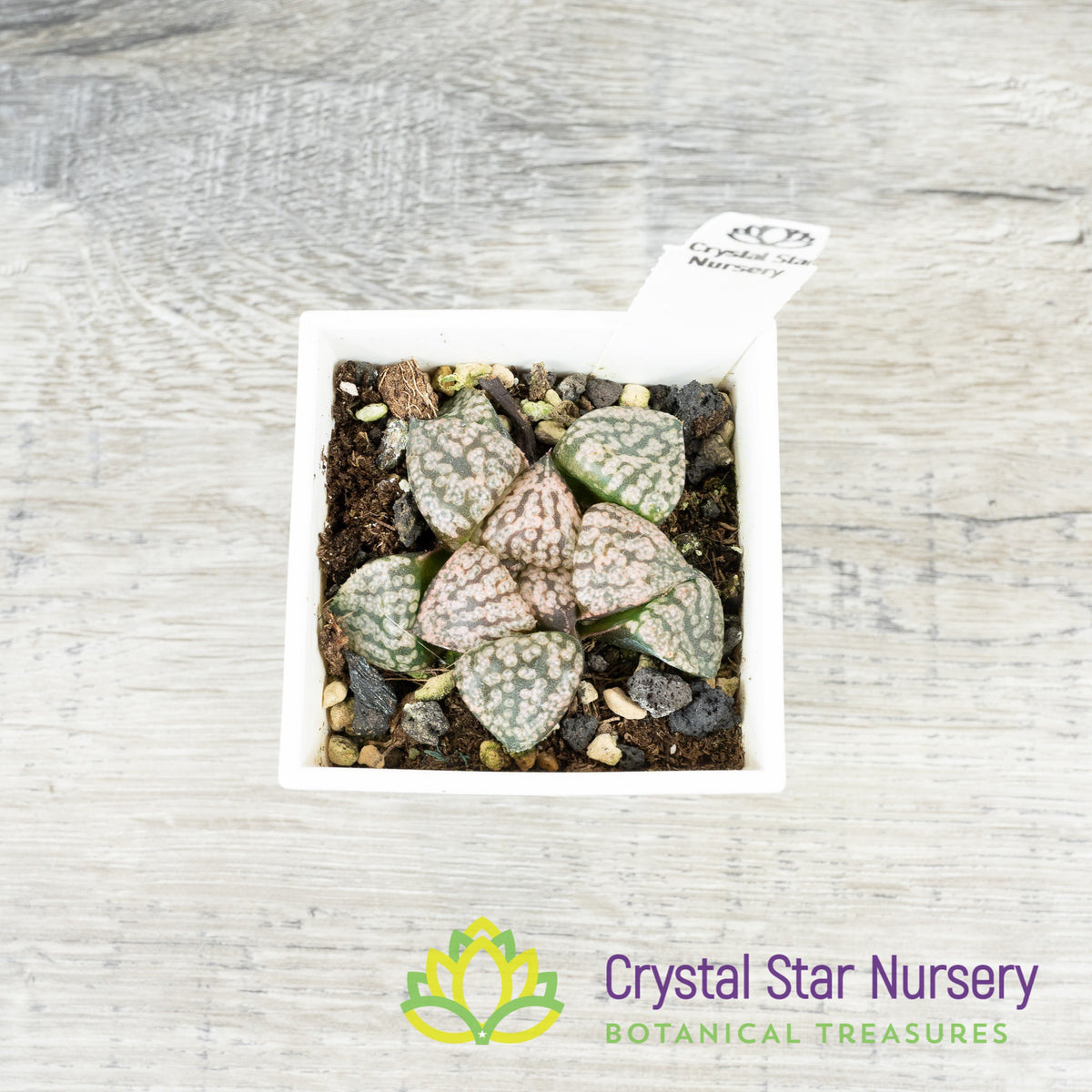 Haworthia Comptoniana Shirogin (LS078)
