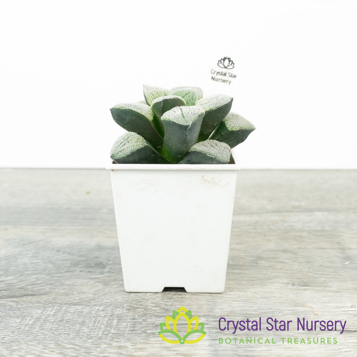 Haworthia Comptoniana Yuki Sato (LS006)