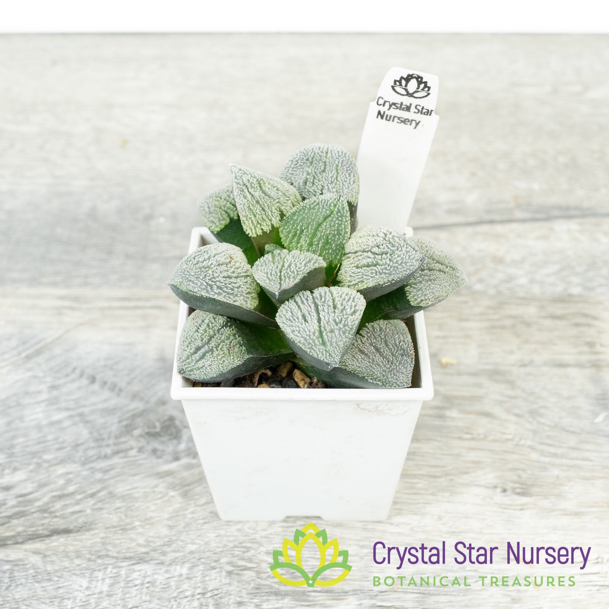 Haworthia Comptoniana Yuki Sato (LS006)