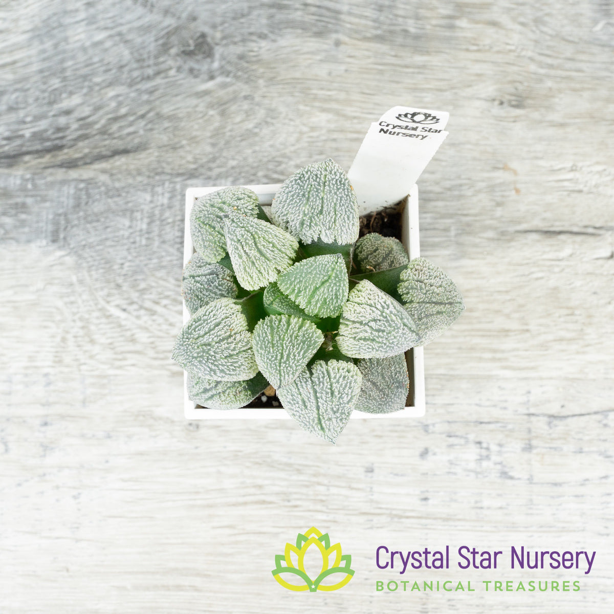 Haworthia Comptoniana Yuki Sato (LS006)