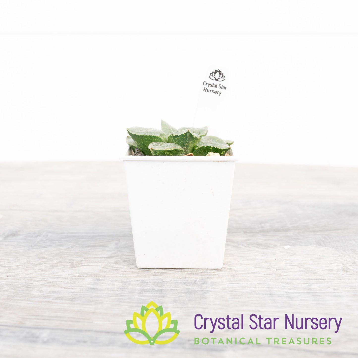 Haworthia Comptoniana 'Glass Compton' (LS005)