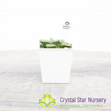 Haworthia Comptoniana 'Glass Compton' (LS005)