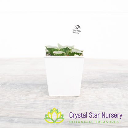 Haworthia Comptoniana 'Glass Compton' (LS005)