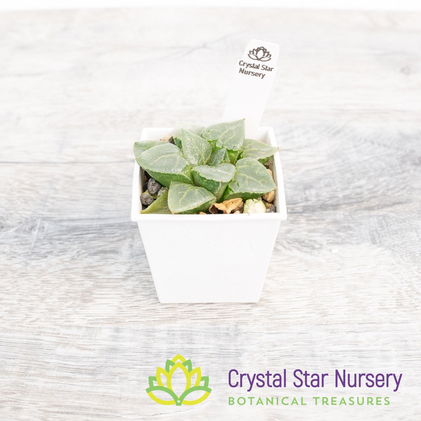 Haworthia Comptoniana 'Glass Compton' (LS005)
