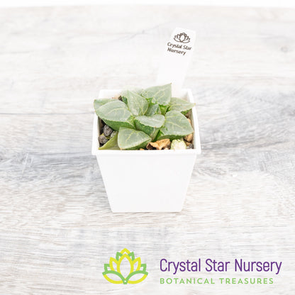 Haworthia Comptoniana 'Glass Compton' (LS005)