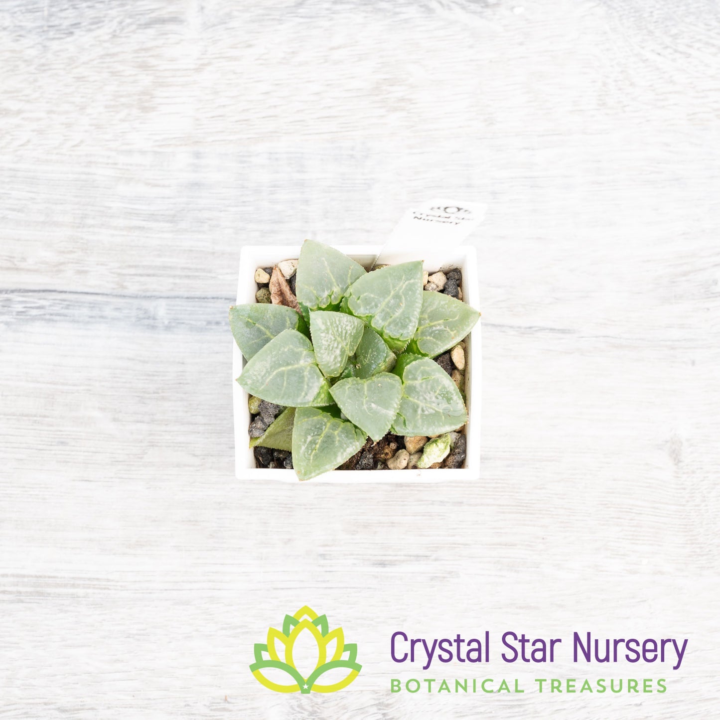 Haworthia Comptoniana 'Glass Compton' (LS005)