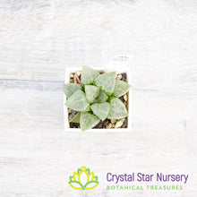 Haworthia Comptoniana 'Glass Compton' (LS005)