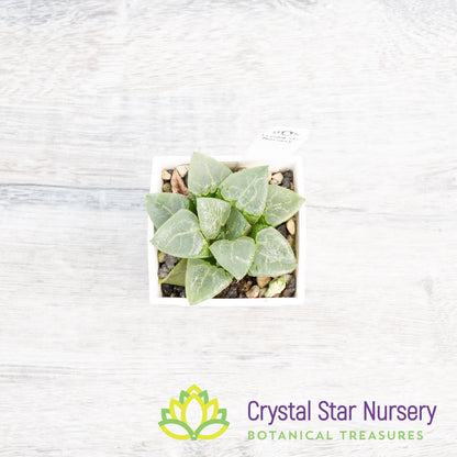 Haworthia Comptoniana 'Glass Compton' (LS005)