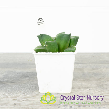 Haworthia Comptoniana 'Hankage' (LS016)