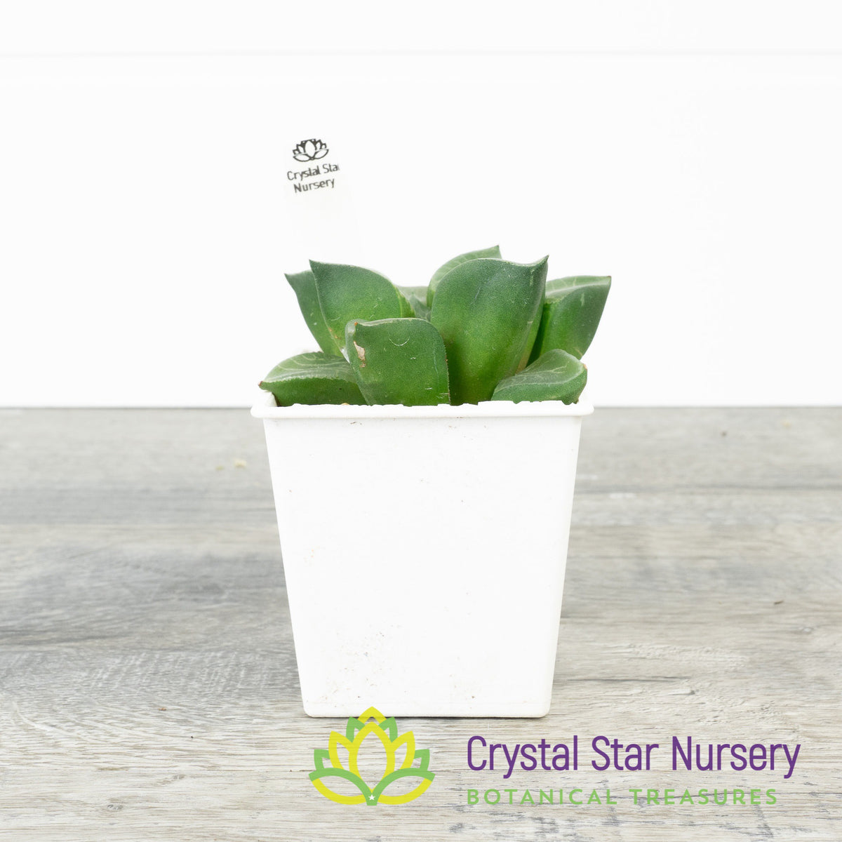 Haworthia Comptoniana &#39;Hankage&#39; (LS016)