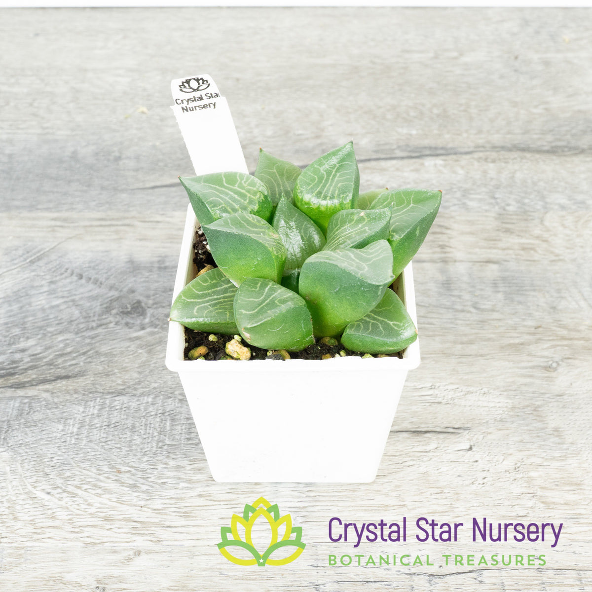 Haworthia Comptoniana &#39;Hankage&#39; (LS016)
