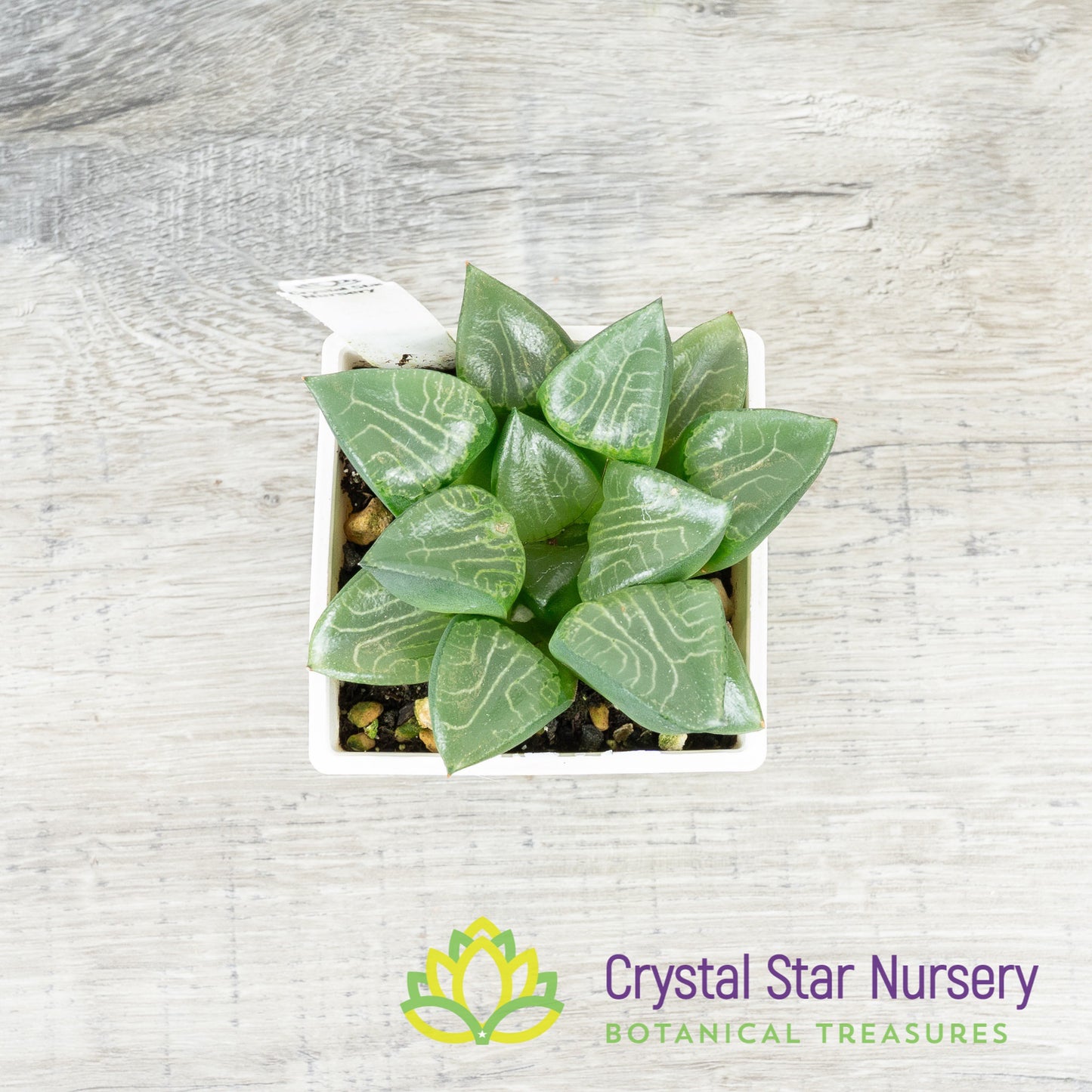 Haworthia Comptoniana 'Hankage' (LS016)