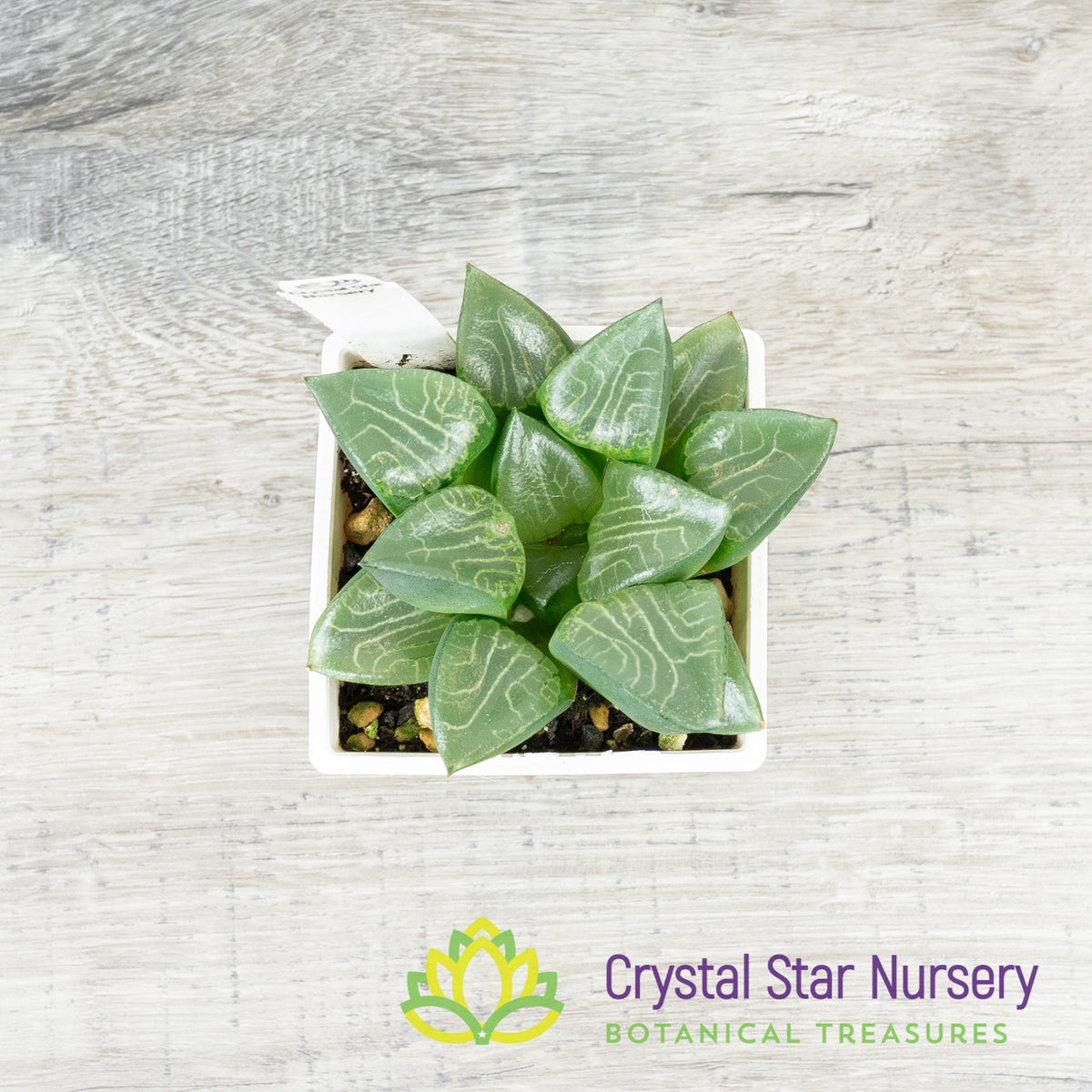 Haworthia Comptoniana &#39;Hankage&#39; (LS016)