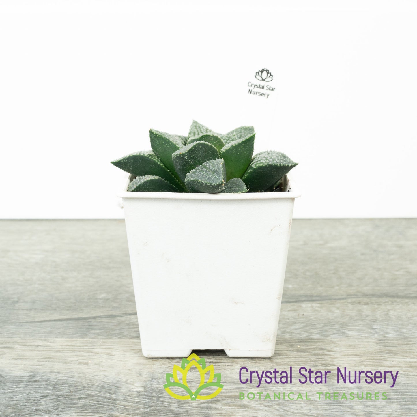 Haworthia Comptoniana 'Iketa' (LS151)
