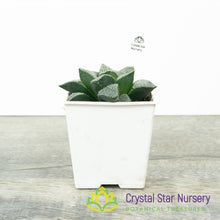 Haworthia Comptoniana 'Iketa' (LS151)