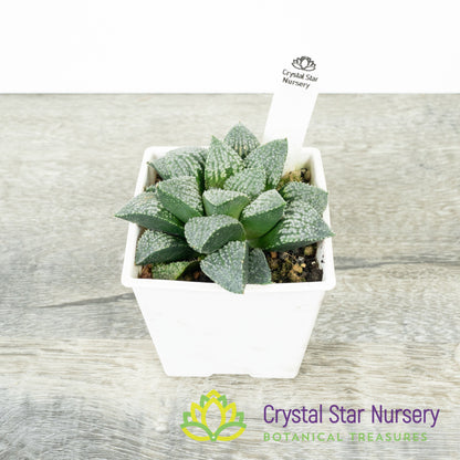 Haworthia Comptoniana 'Iketa' (LS151)