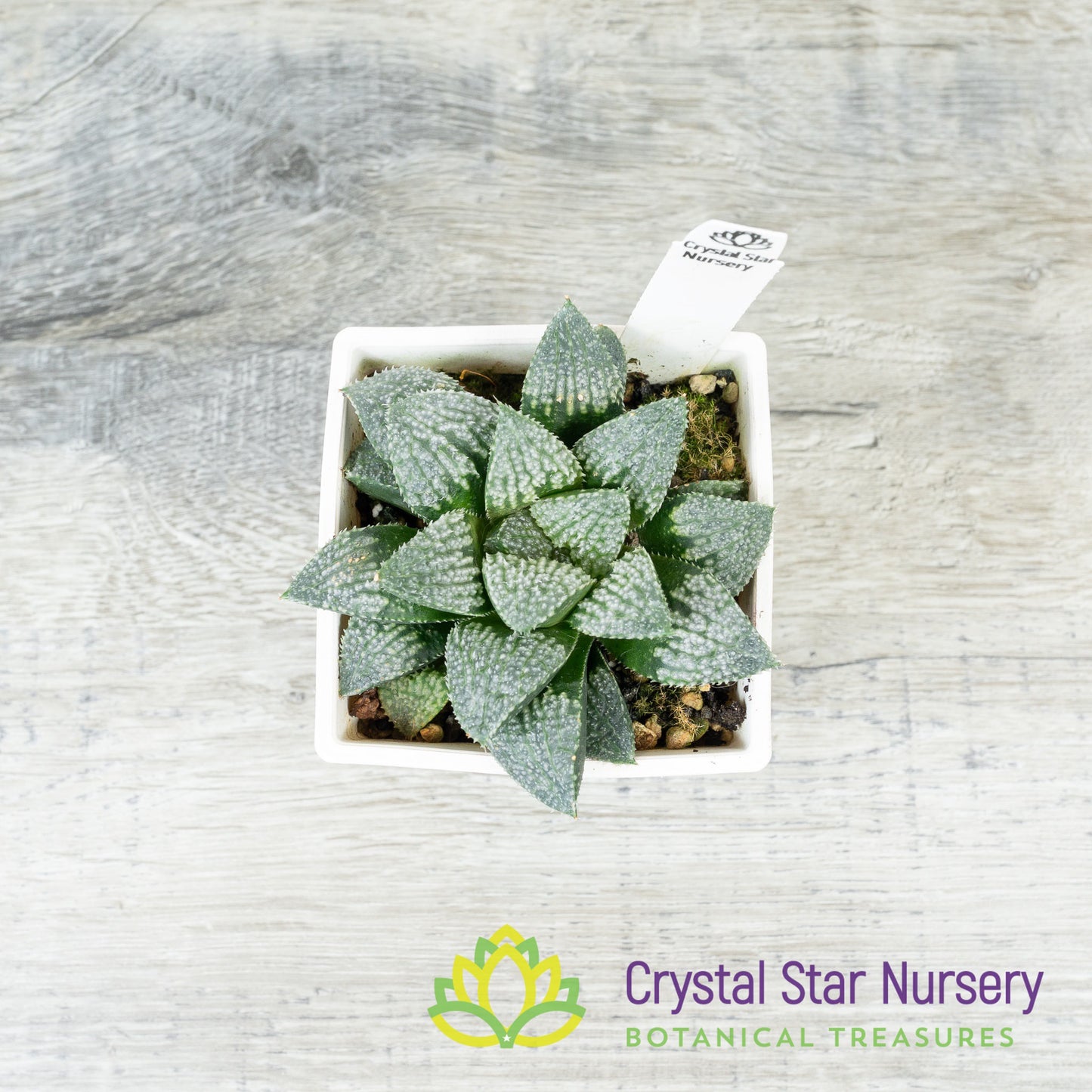 Haworthia Comptoniana 'Iketa' (LS151)