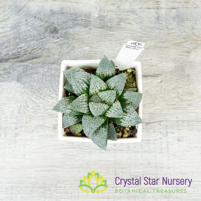 Haworthia Comptoniana 'Iketa' (LS151)