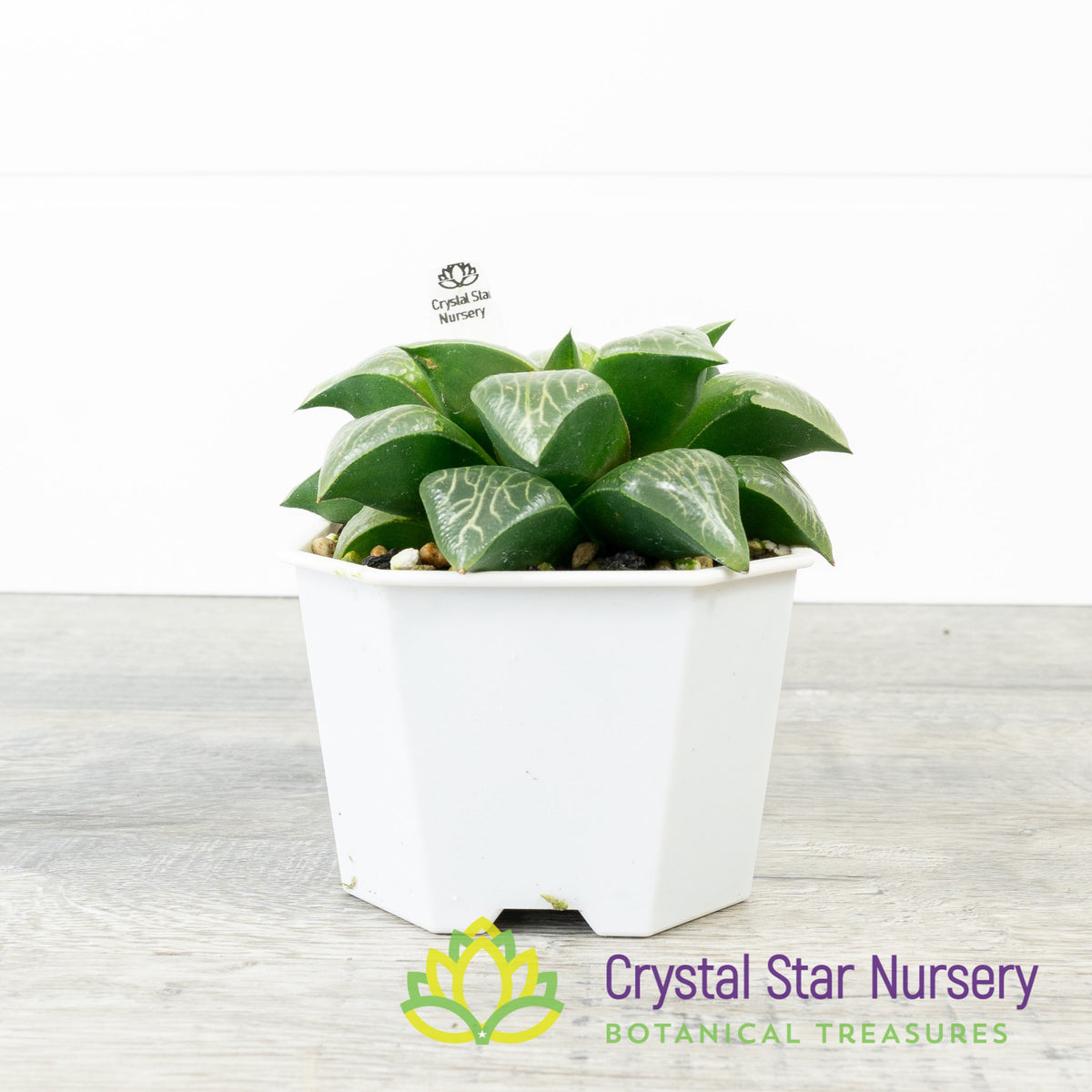 Haworthia Comptoniana &#39;Kawahika&#39; (LS198)