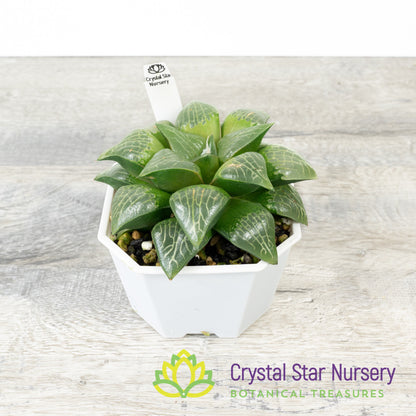 Haworthia Comptoniana 'Kawahika' (LS198)